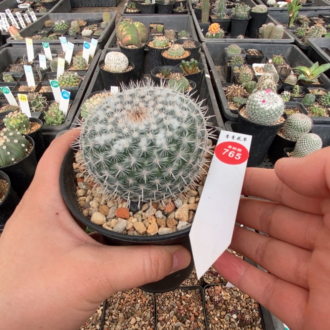 实生敷岛6.7cm一棵仙人球