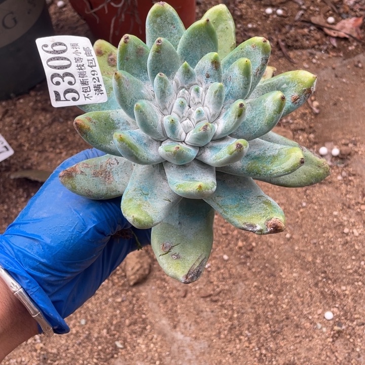 306号拇指多肉植物