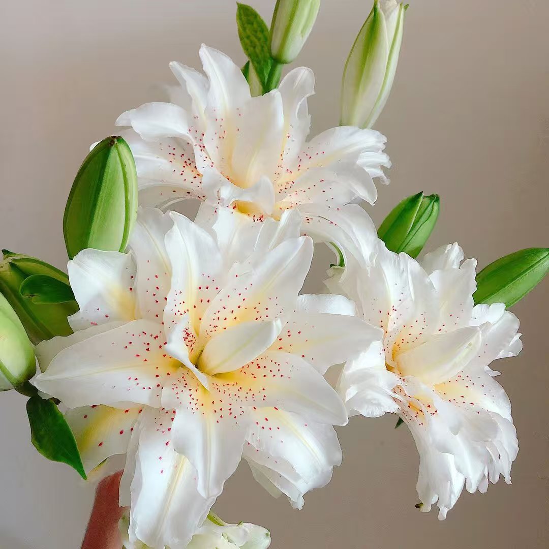A级白拉菲重瓣香水百合多头