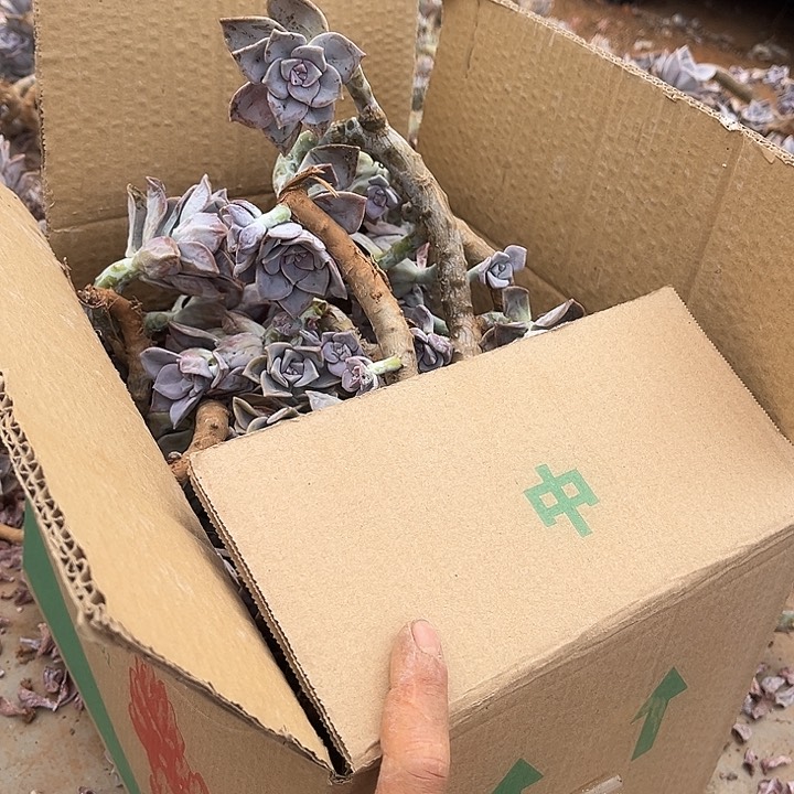 紫乐中号19.99多肉植物断枝处理