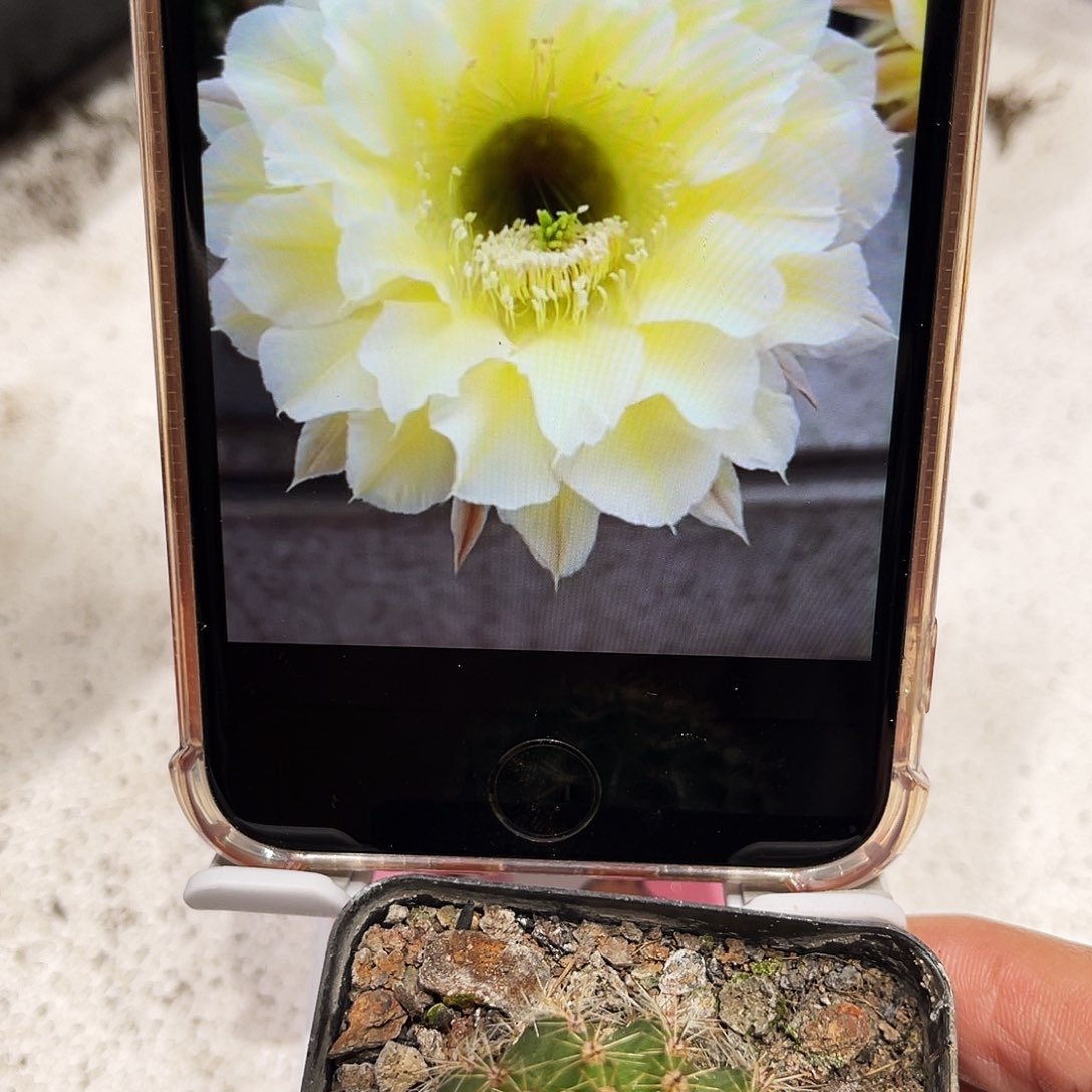 彩草001号带根3公分左右