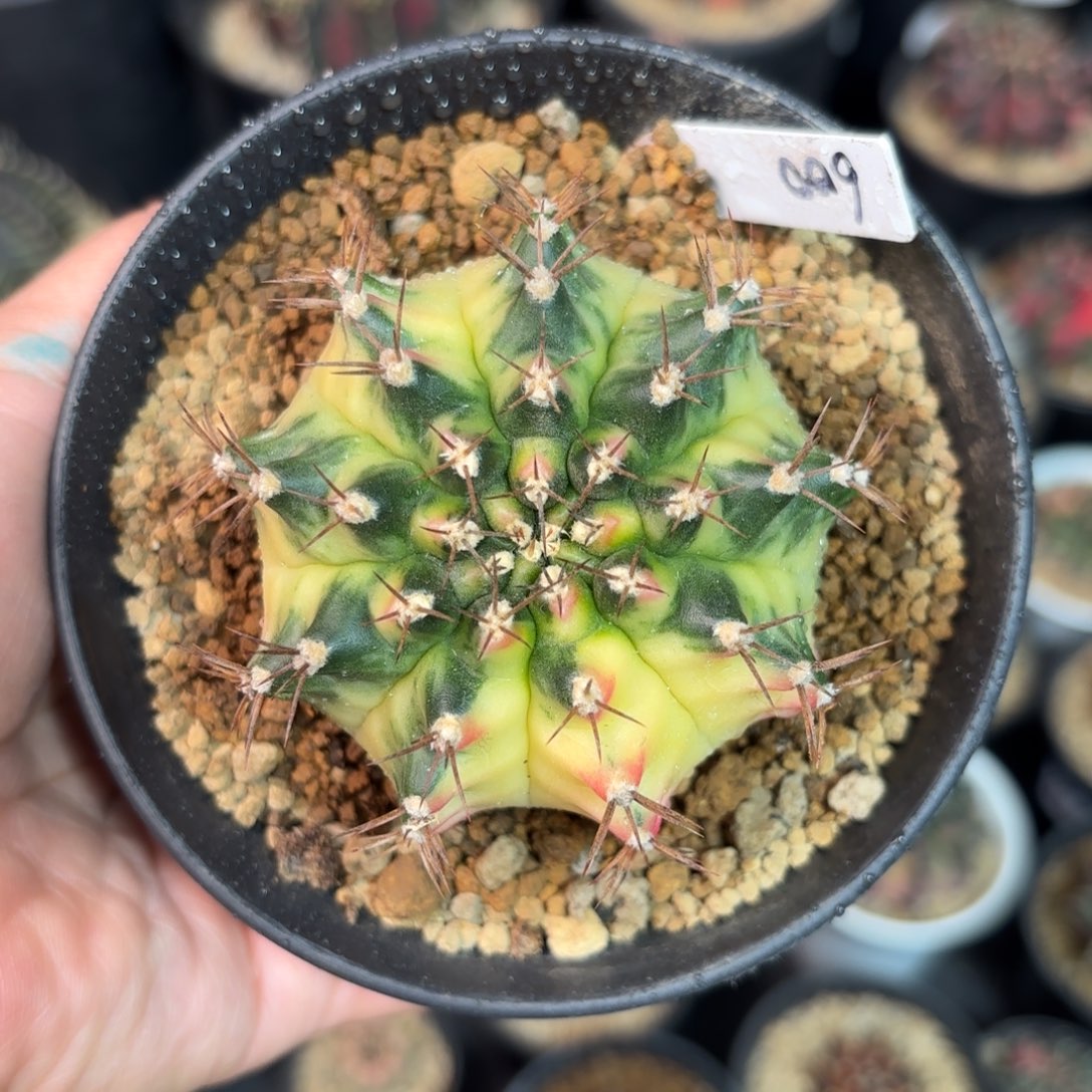 泰系米哈仙人球7