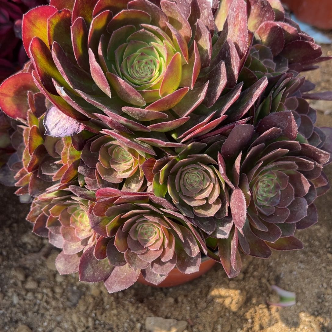 28雨荷多肉植物紫