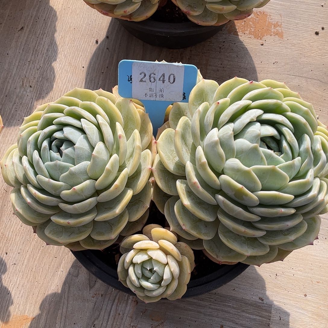 那***事劳林多肉群生精控2640号