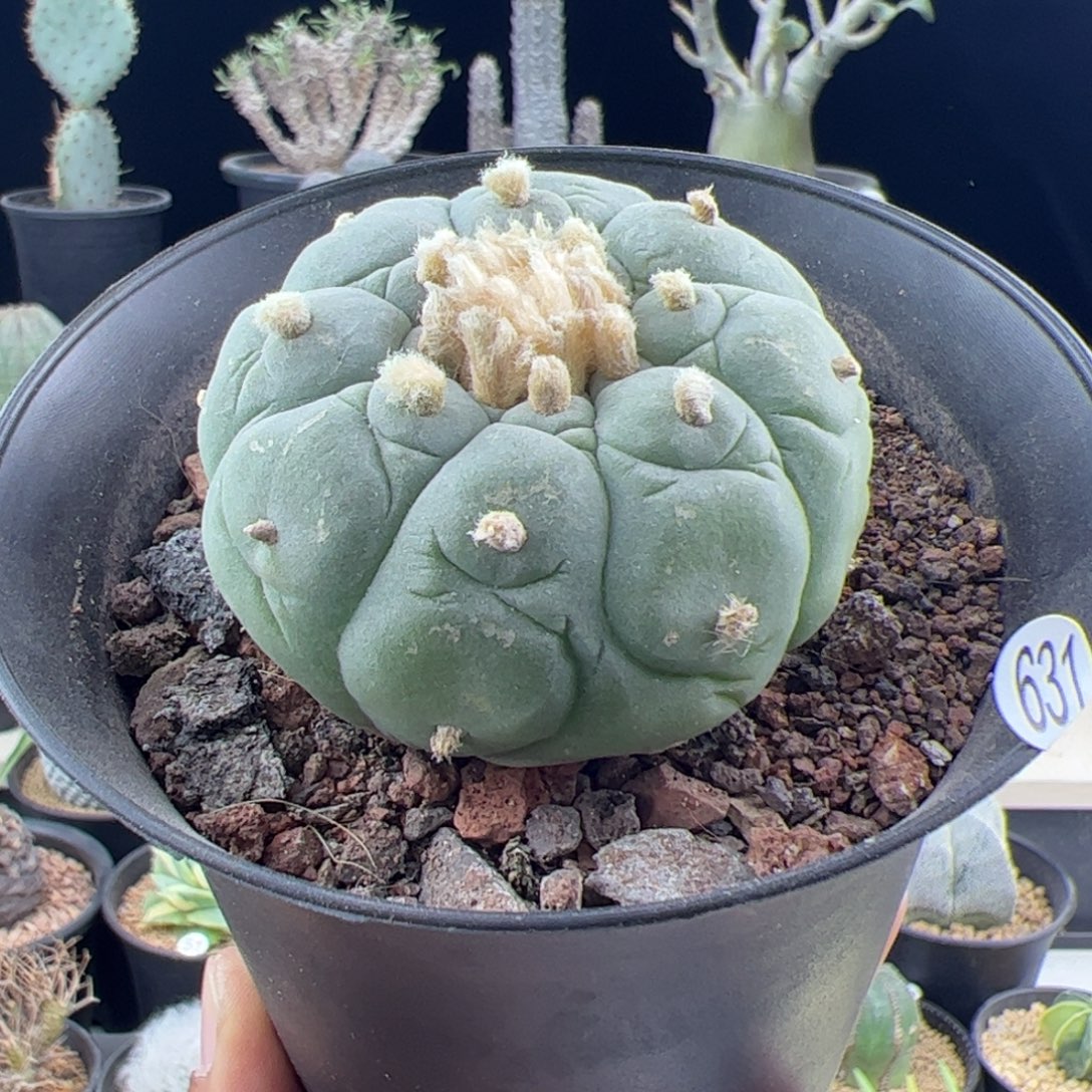 草球实生6一物一拍