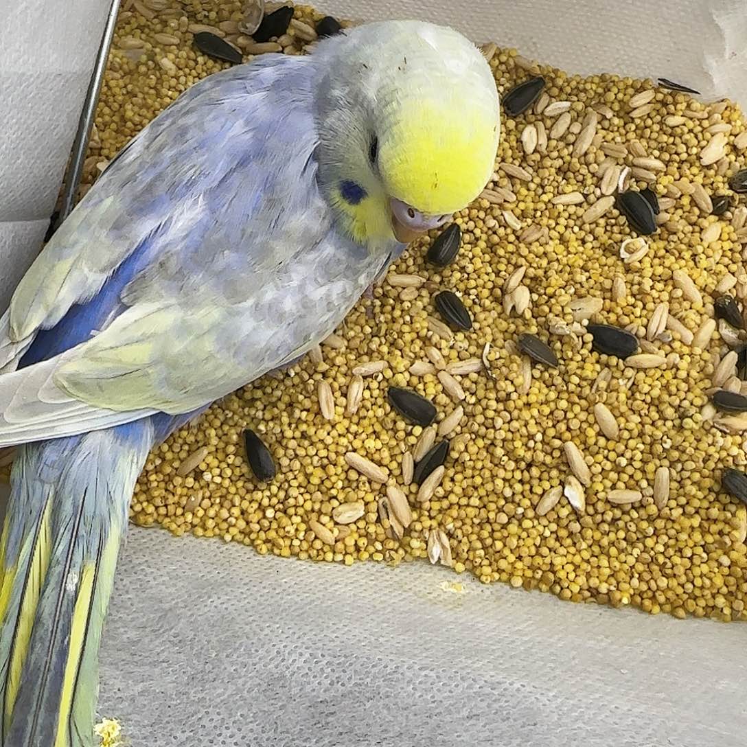 虎皮鹦鹉金彩金彩