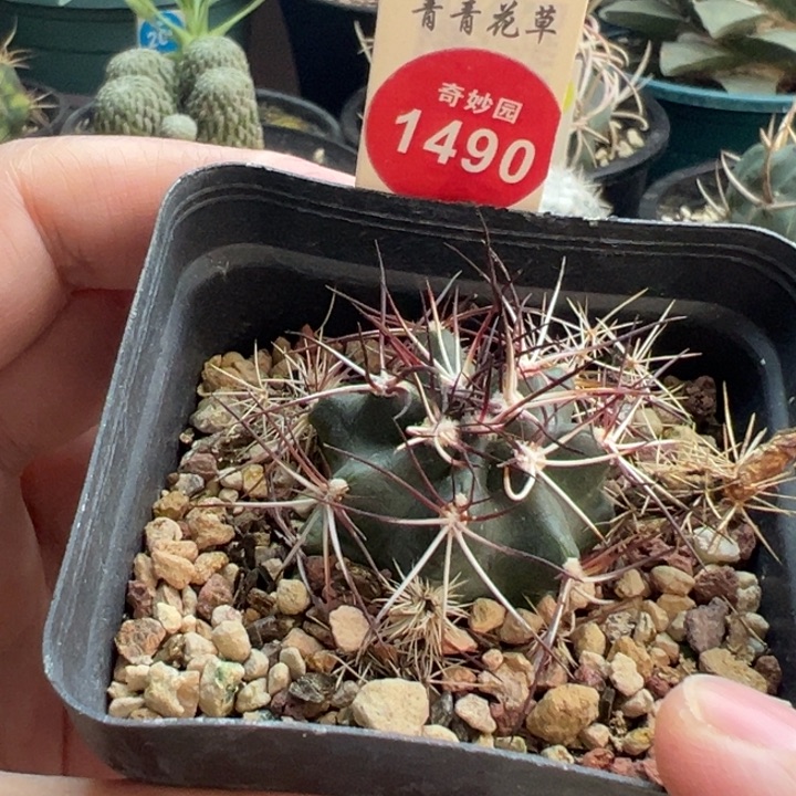 实生狂刺达氏青花虾一棵