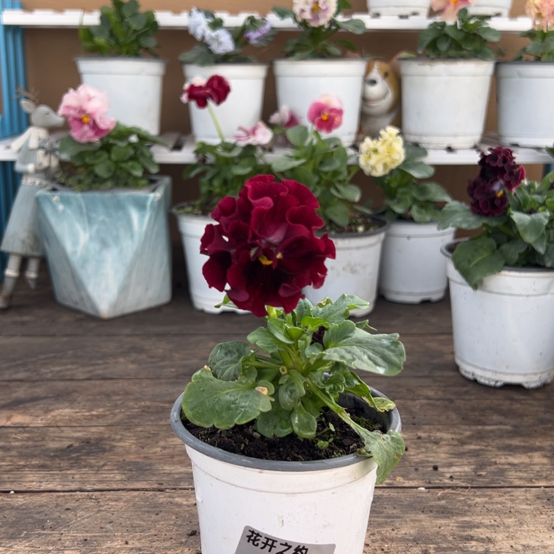 【闪购商品】完全开放041号