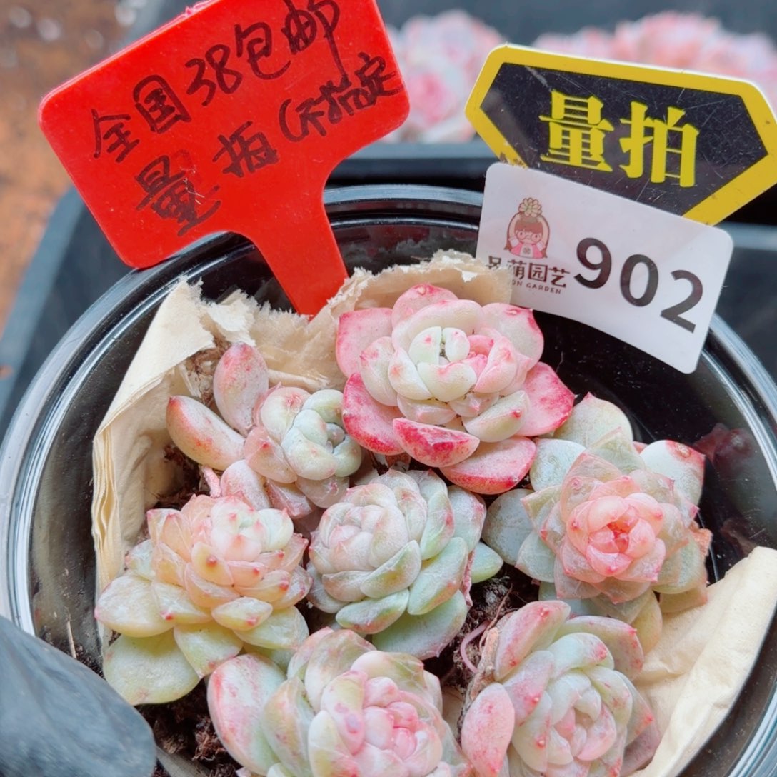 多肉植物多肉植物