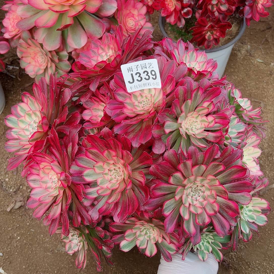 339红彤白尺寸35左右