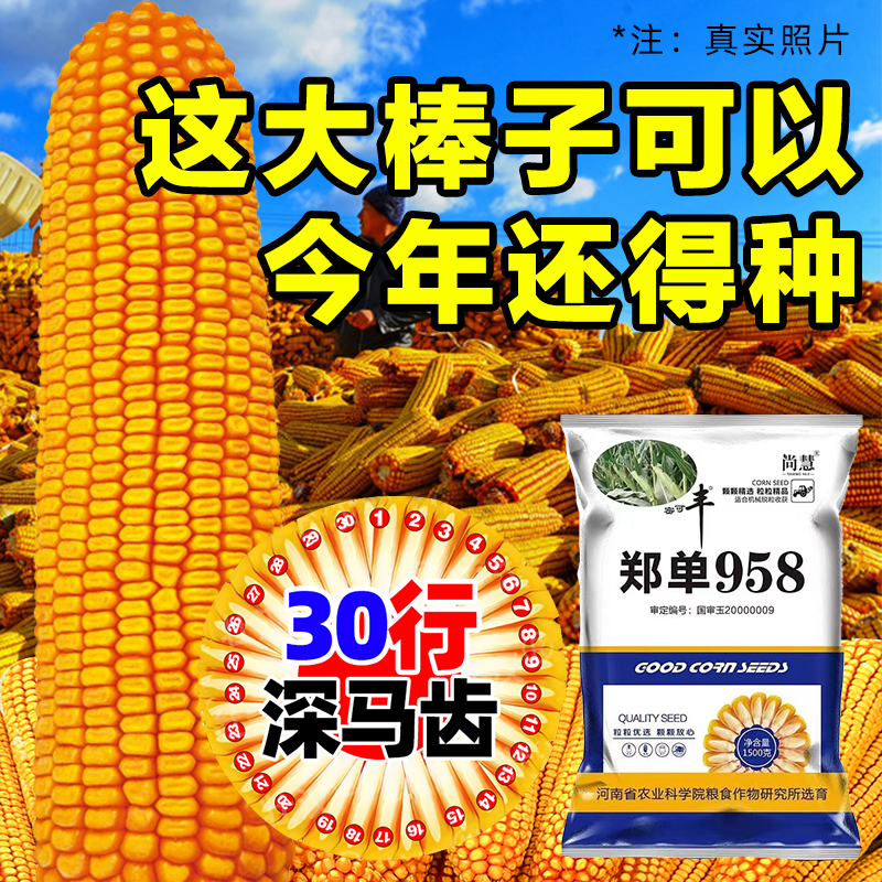 升级版玉米种子高产国审抗倒抗锈抗病抗旱南北通种
