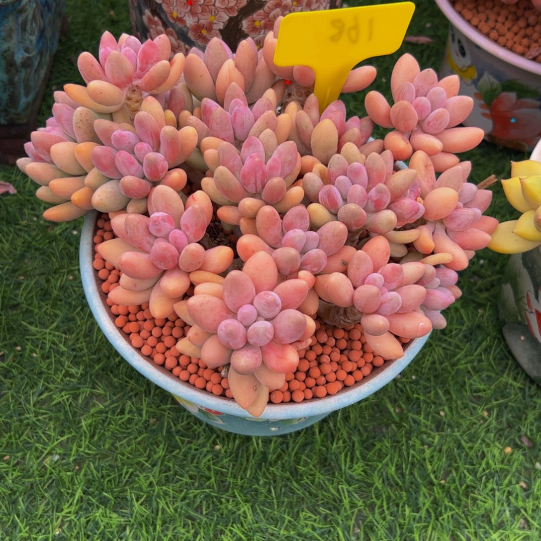 洁***~粉色恋人多肉植物带盆