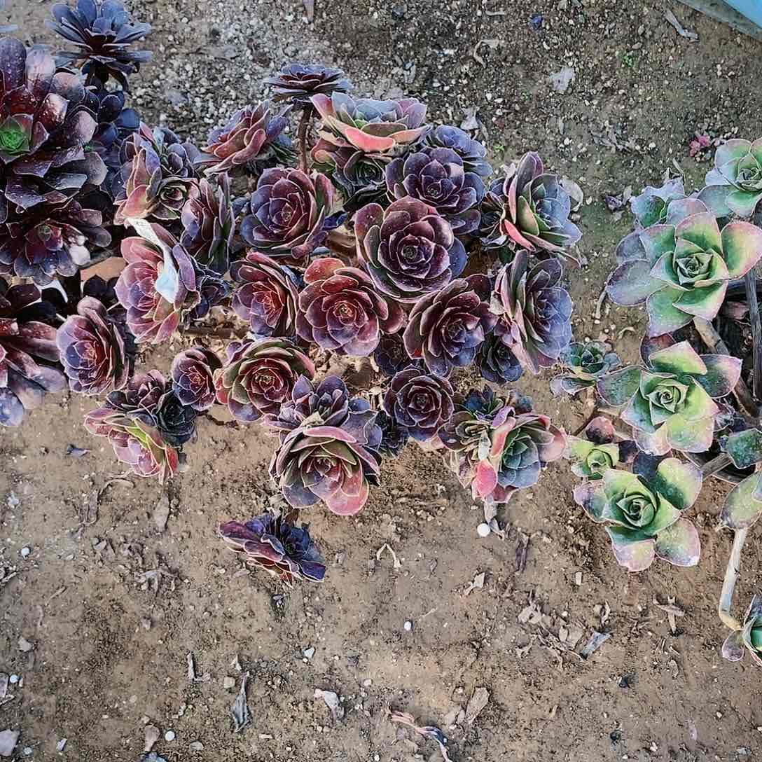 667号厚叶荷兰玫瑰多肉植物