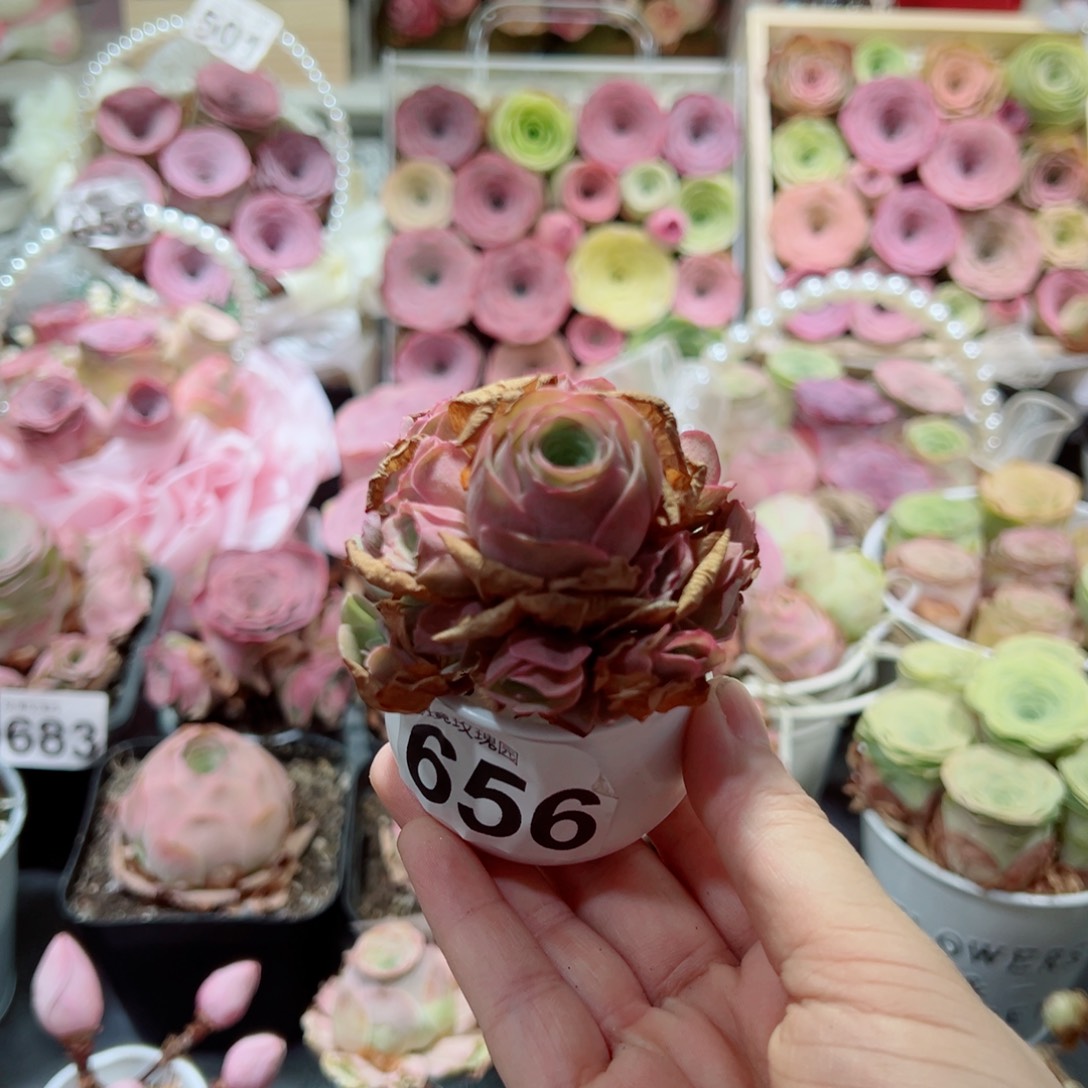 656落樱捧花群。  一物一拍