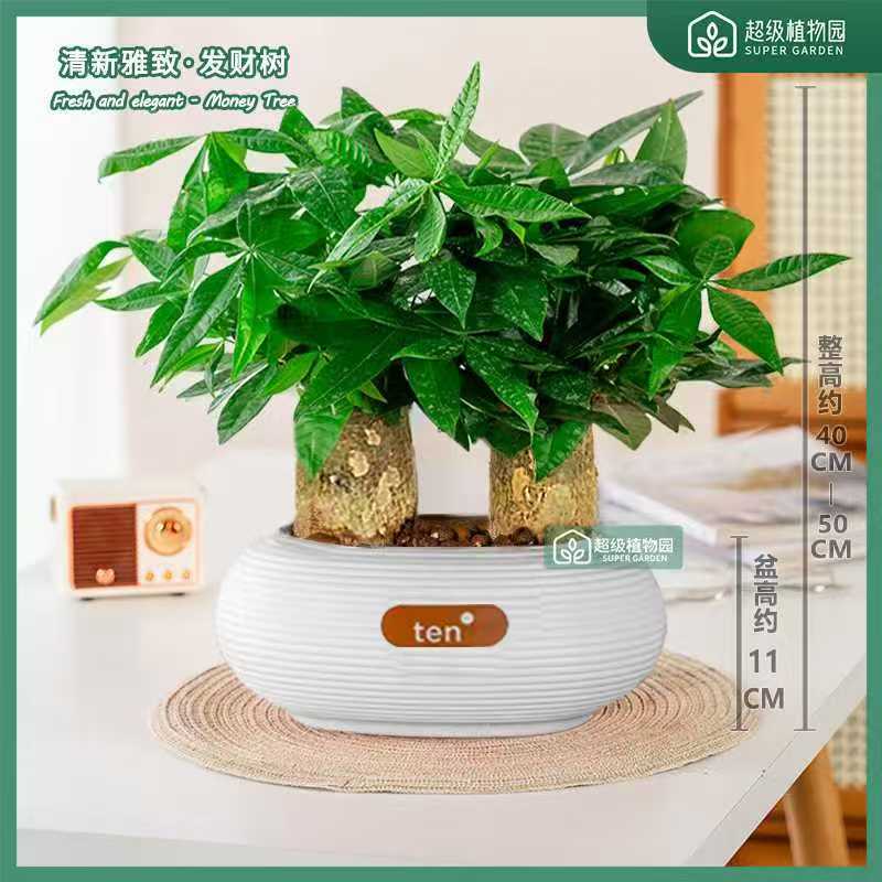 【四时话语专属】象腿发财树盆栽客厅办公室桌面招财树盆景四季绿植
