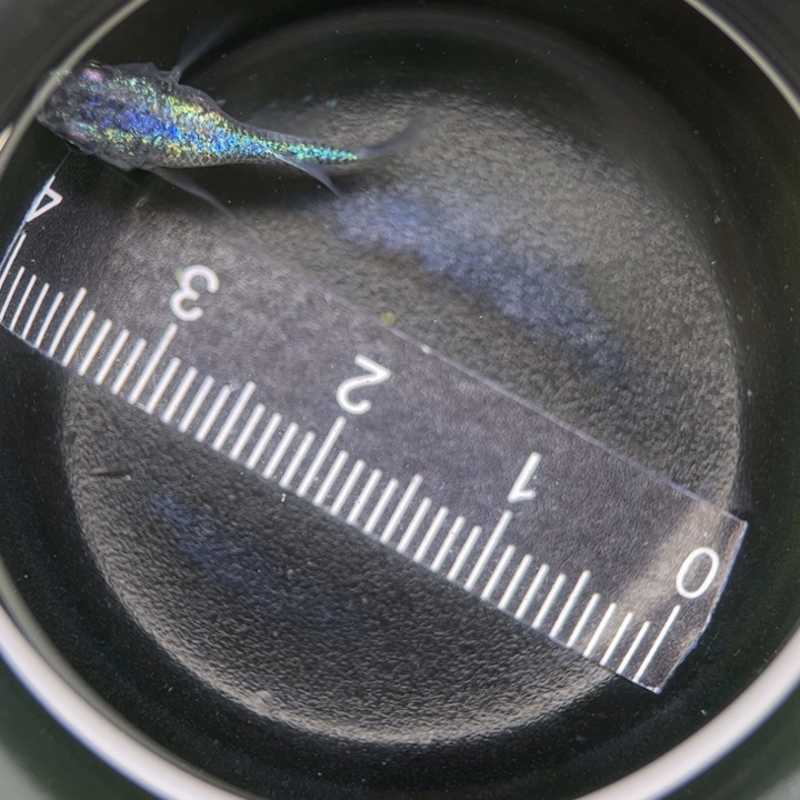 海水鱼海王星短球21号