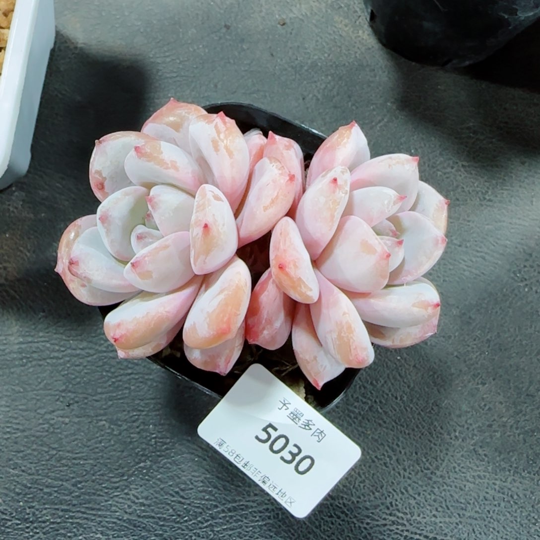 星星雪，5030多肉