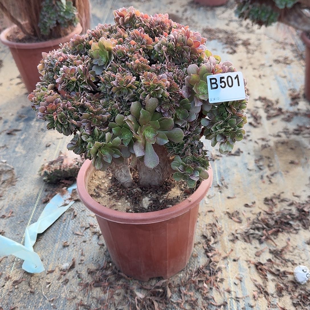 501，玫瑰朵朵一颗满28包邮