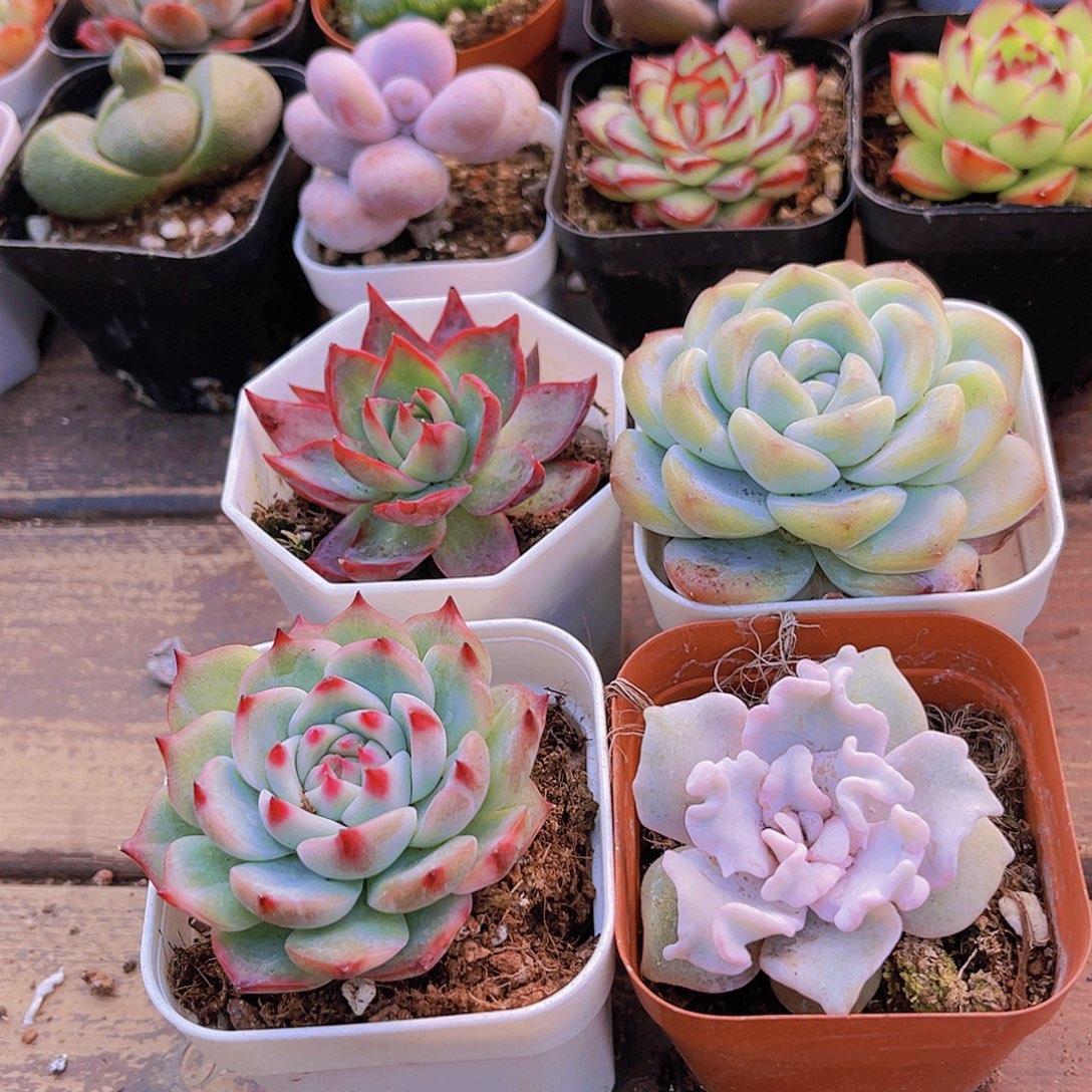 惊鸿➕吉娃娃➕白饺子皮➕冰玉单头