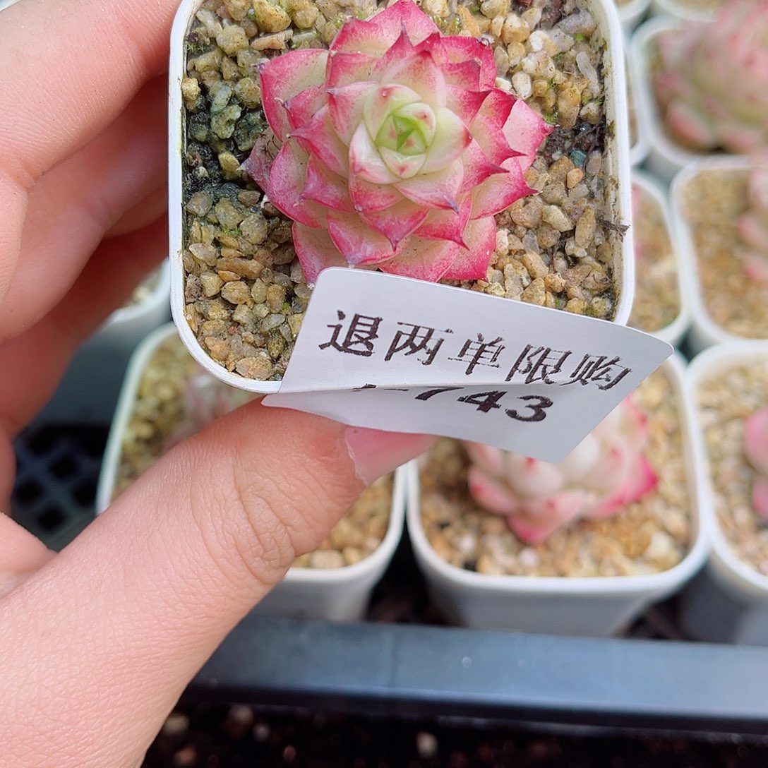 1-743 新疆西藏内蒙不发12.8包邮2-3公分多肉