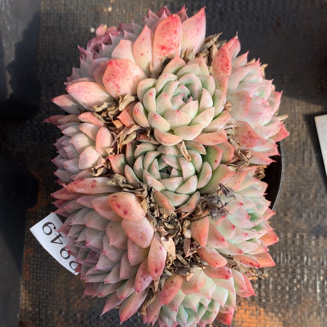 2949 杂交精品基地14厘米