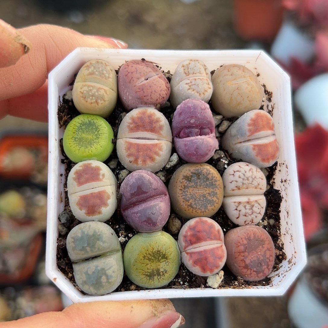 多肉植物生石花带盆