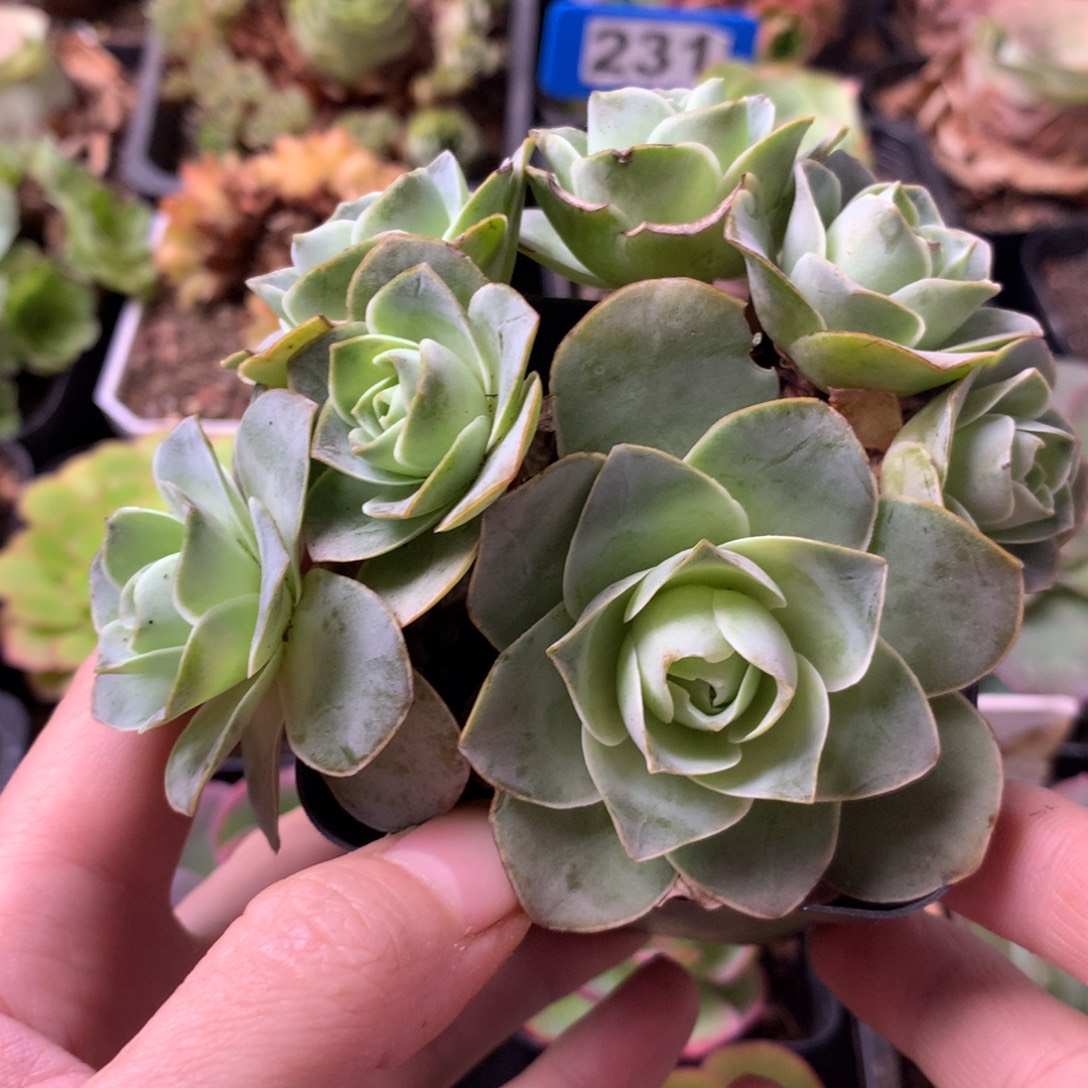 一物一拍老庄福利