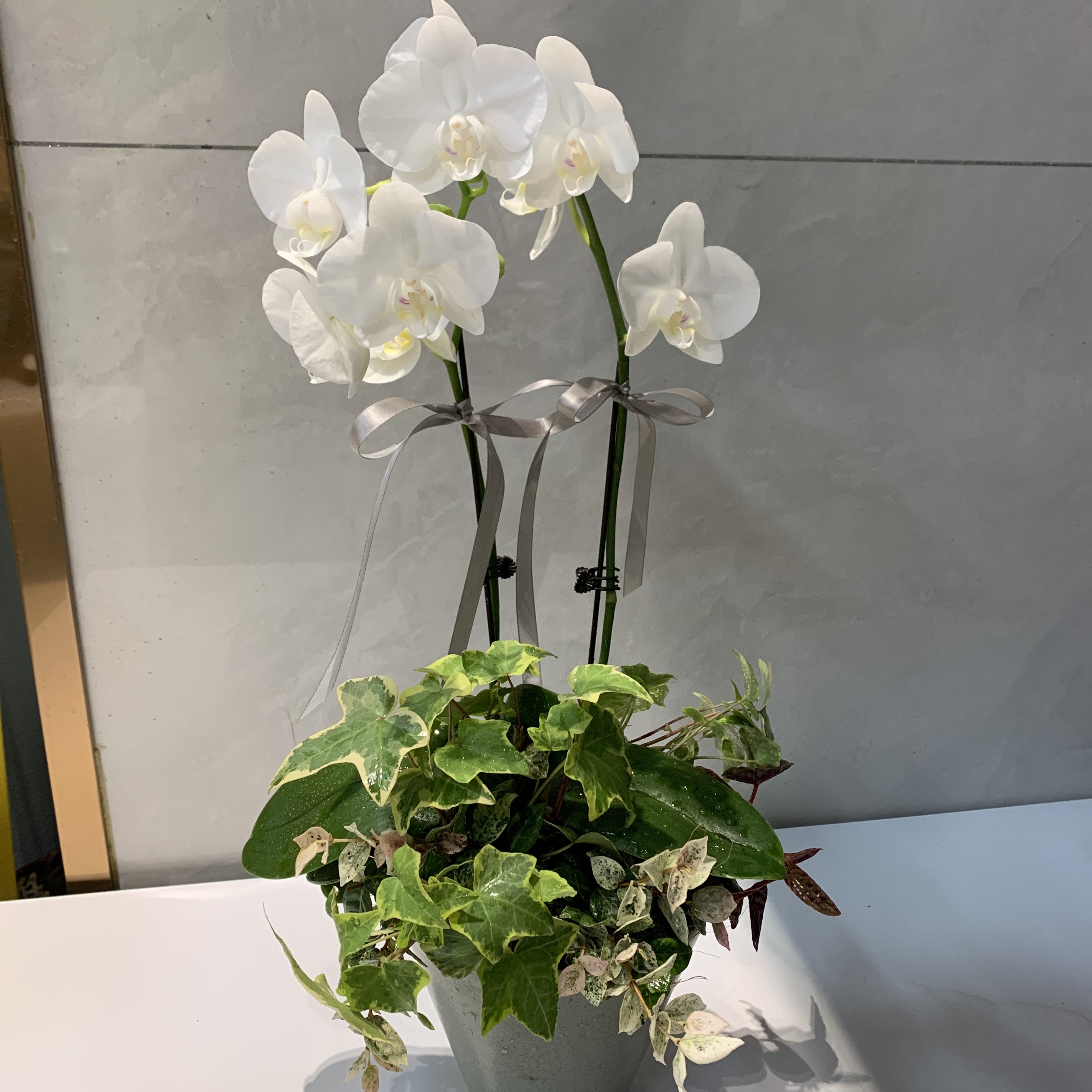 小幸运蝴蝶兰盆景设计款