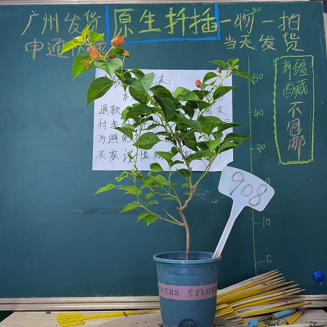 当前无花栽培后可以开花落日908