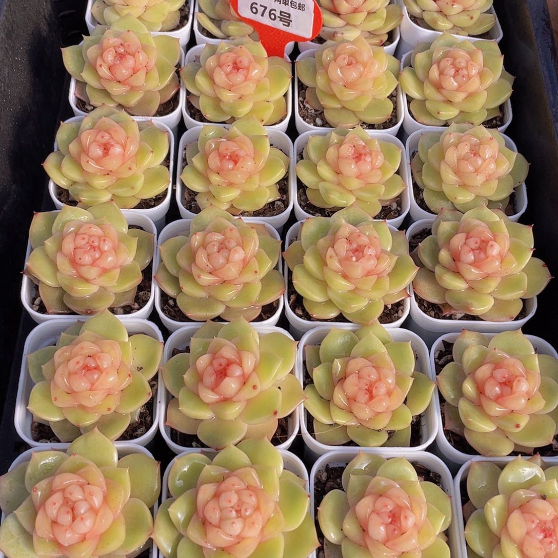 676号 月光石珍妮单头一个