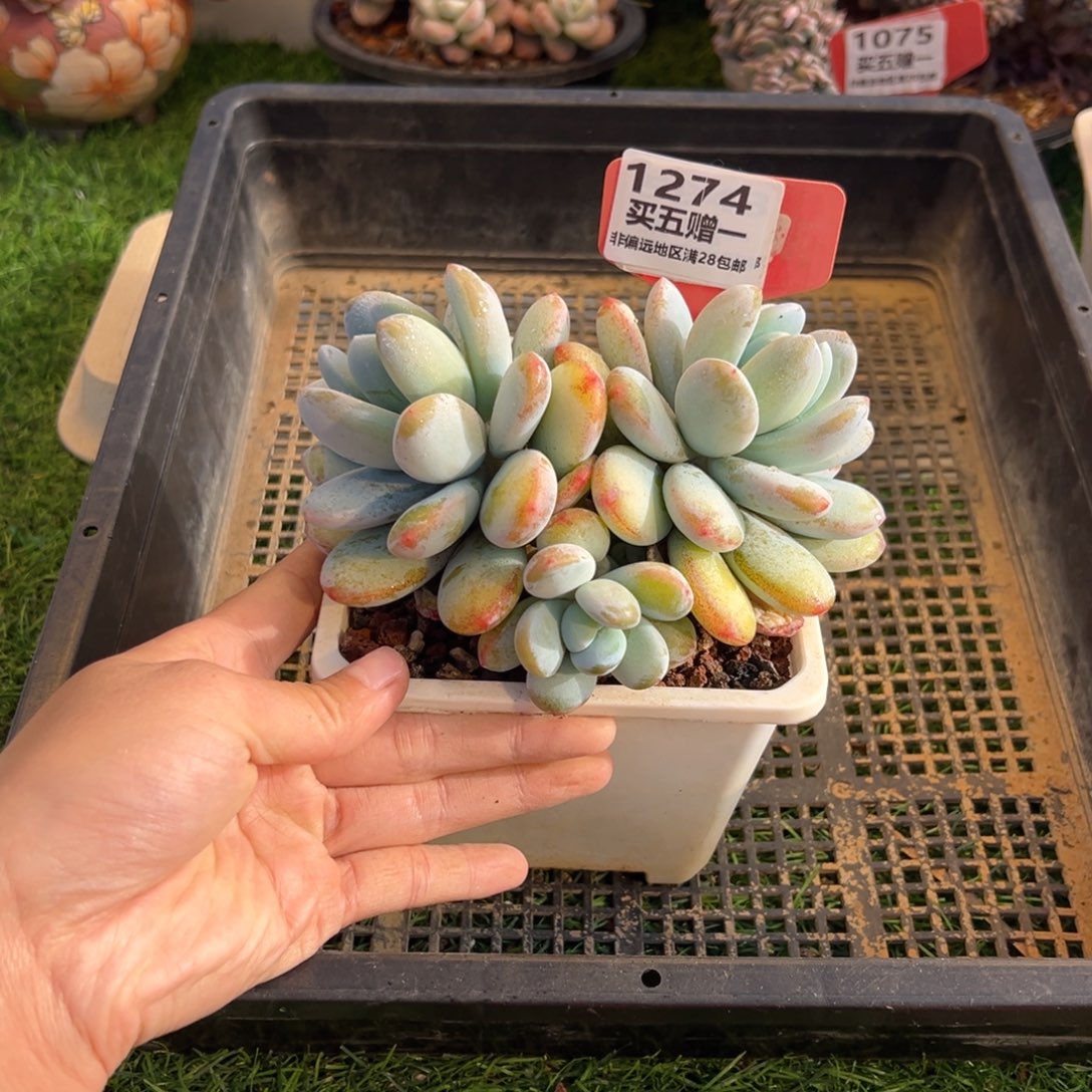 表妹精品多肉1274.