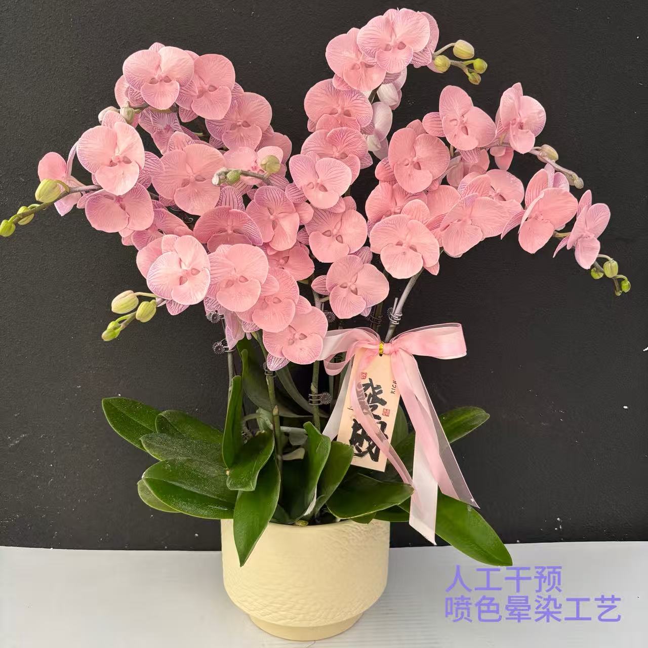 （火烈鸟）爆款蝴蝶兰喷色晕染工艺高端精美艺术鲜花组盆