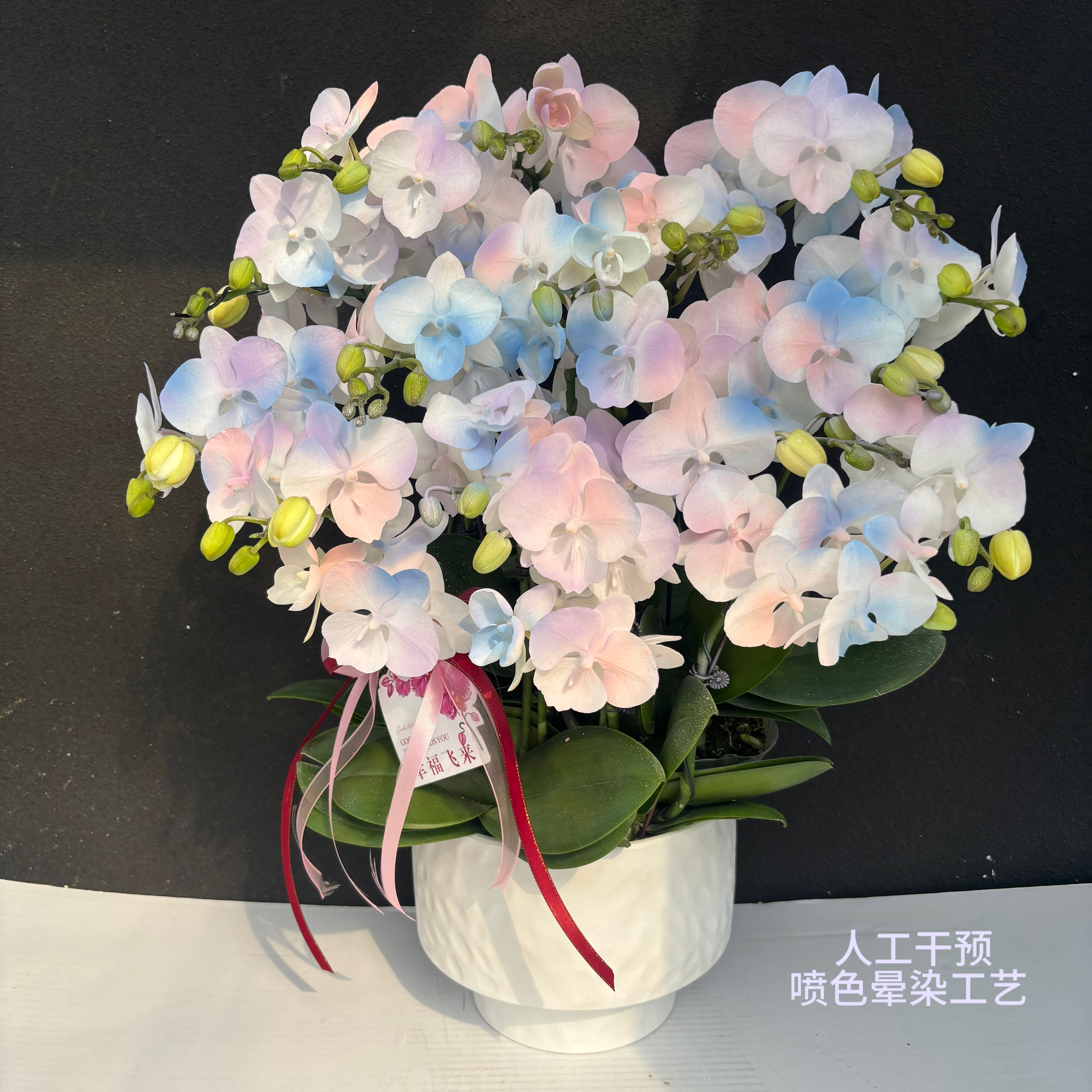 （七彩祥云）蝴蝶兰喷色晕染工艺花卉鲜花高级盆栽观花花卉