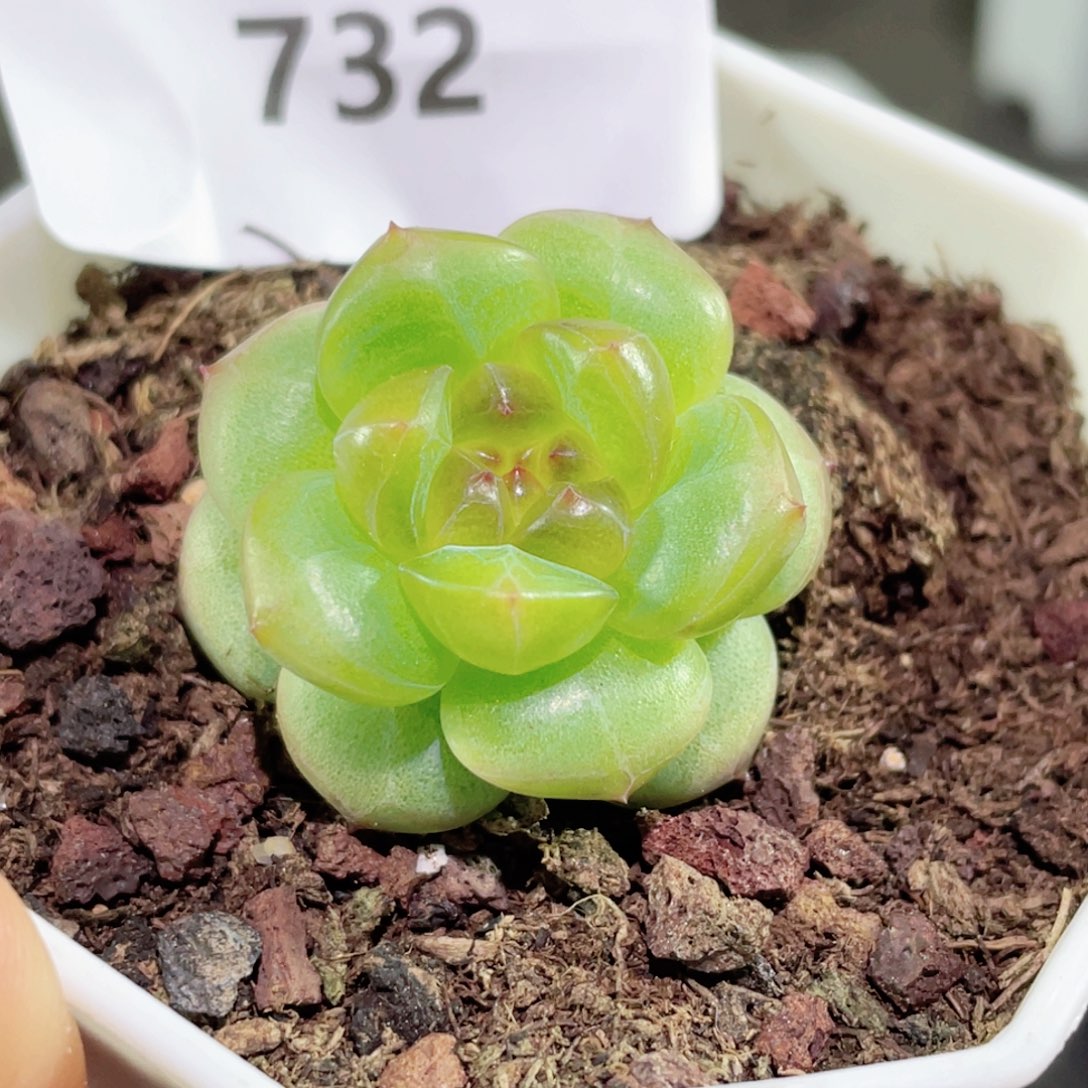 732号糖心冰心珍妮 编号146