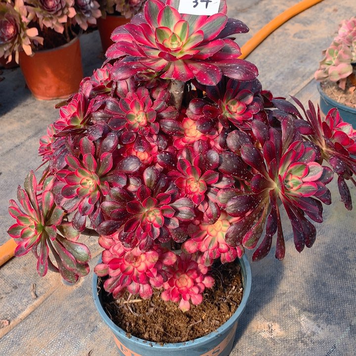 34香奈儿精品法师多肉