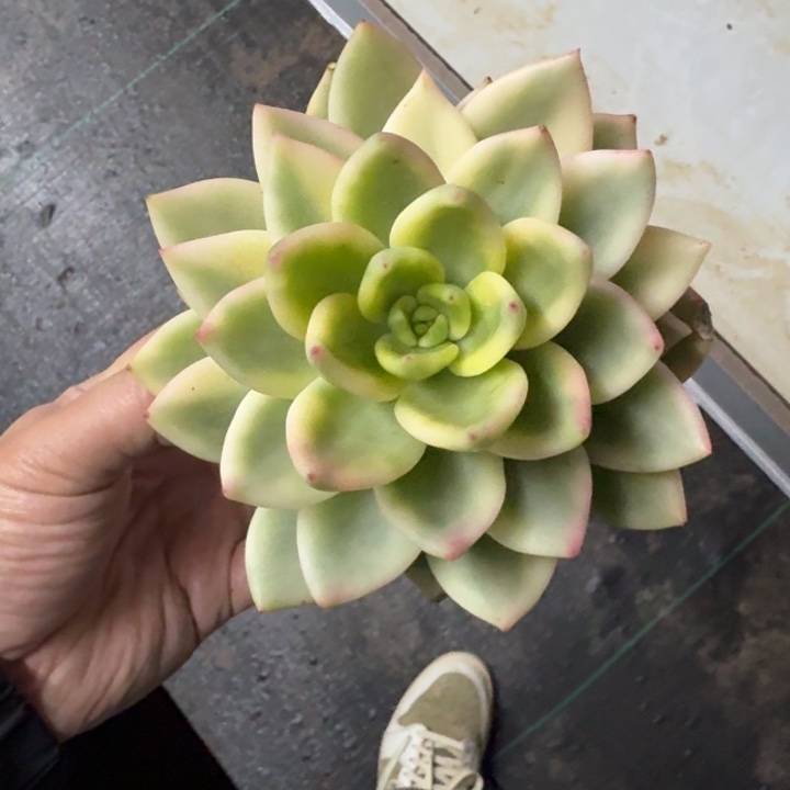 祝枝松 锦 一物一拍