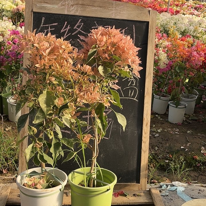 完全开放三角梅奶茶碟