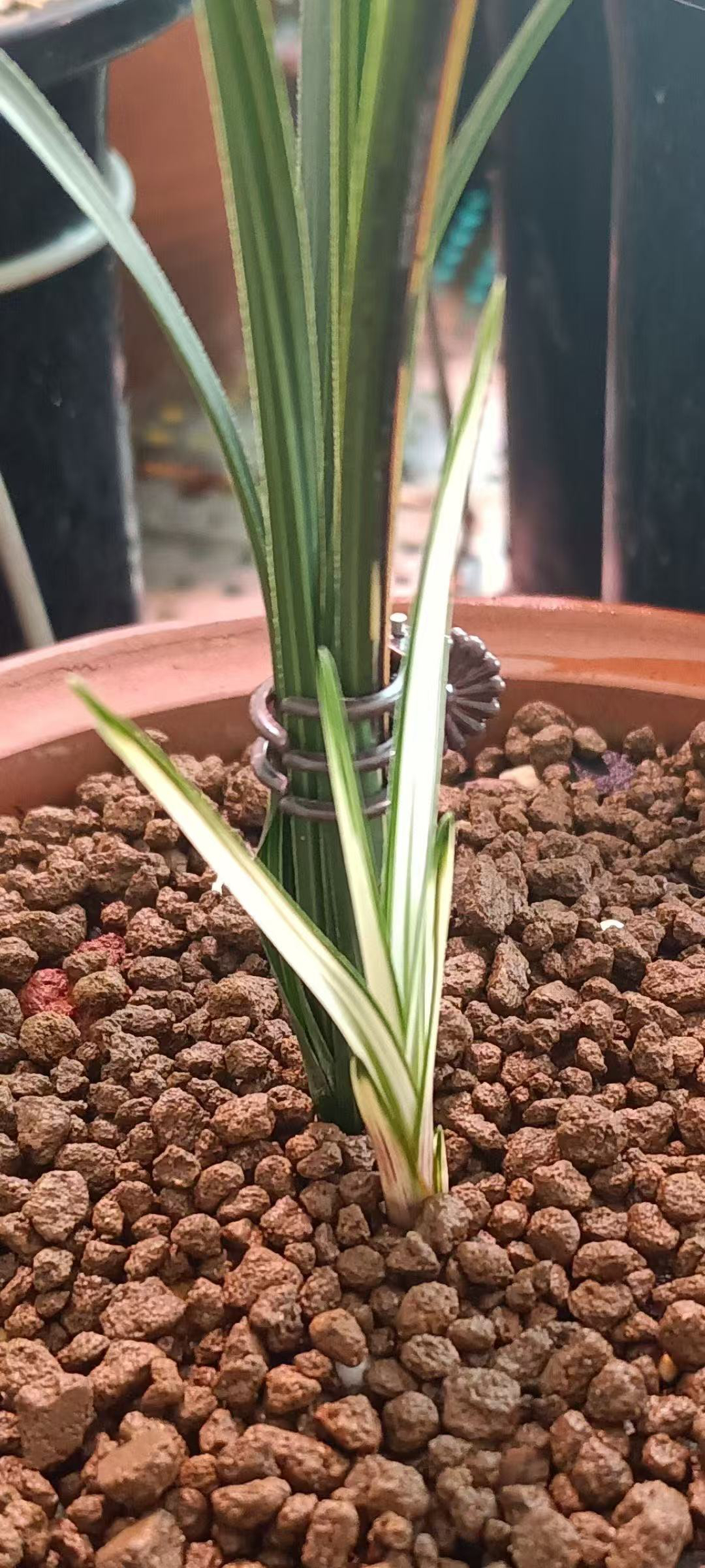 惠兰小艺草 头行草。木纹草