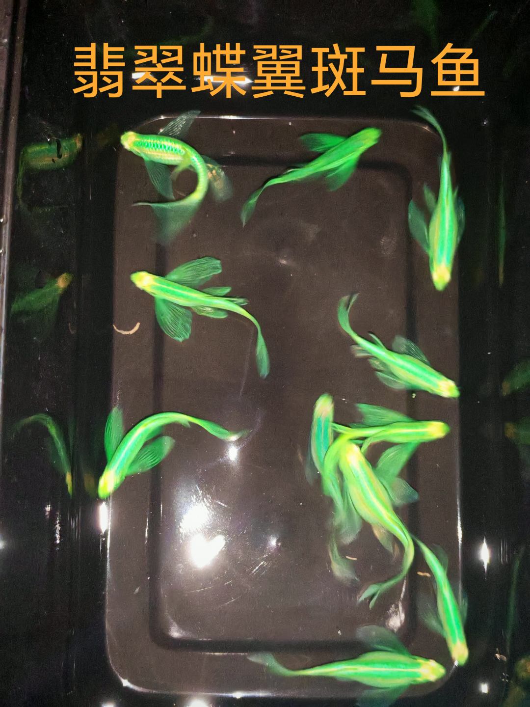 翡翠蝶翼斑马鱼小型淡水热带鱼观赏鱼