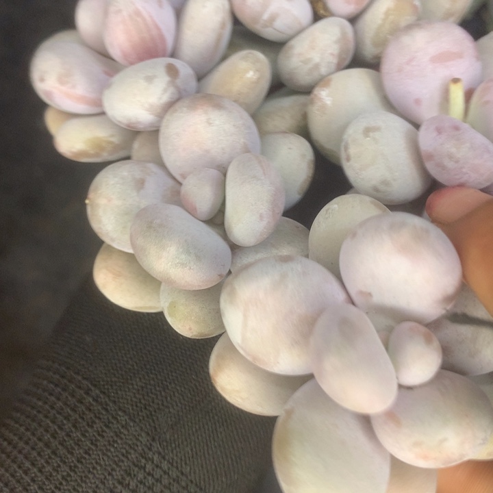 芭比奶。3颗。韩版。包邮