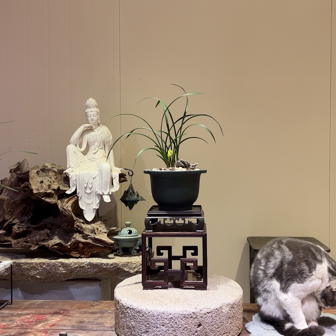 大部分花苞少量开放黄金牡丹