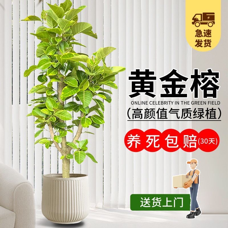 老桩多层黄金榕 室内大型绿植