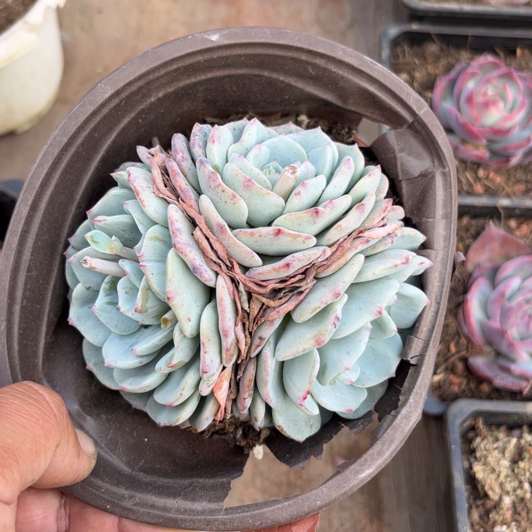 勃朗峰多肉植物的