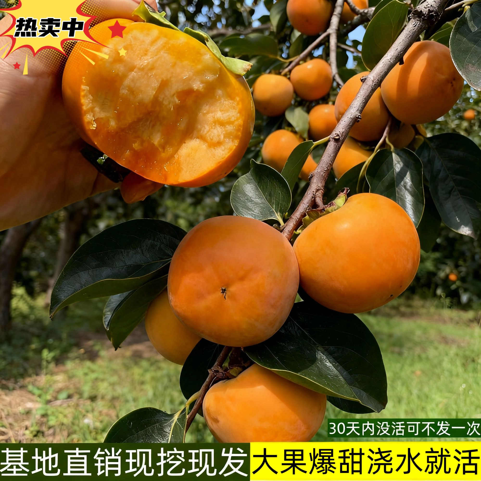 正宗脆甜柿子树苗嫁接南北方种植耐寒无核盆栽水果秧苗庭院树苗