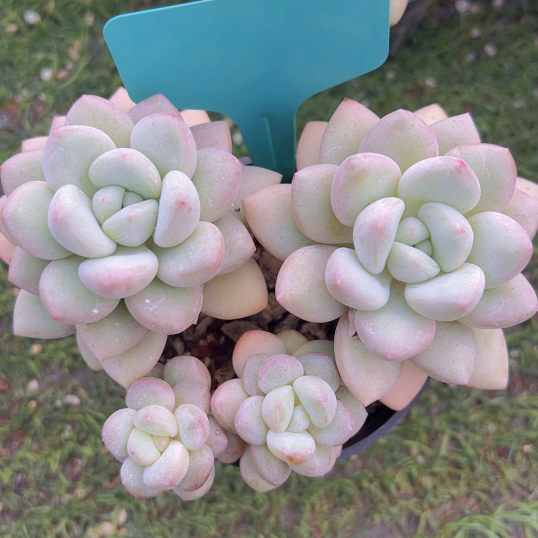 香玉的故事是一个人的故事吗