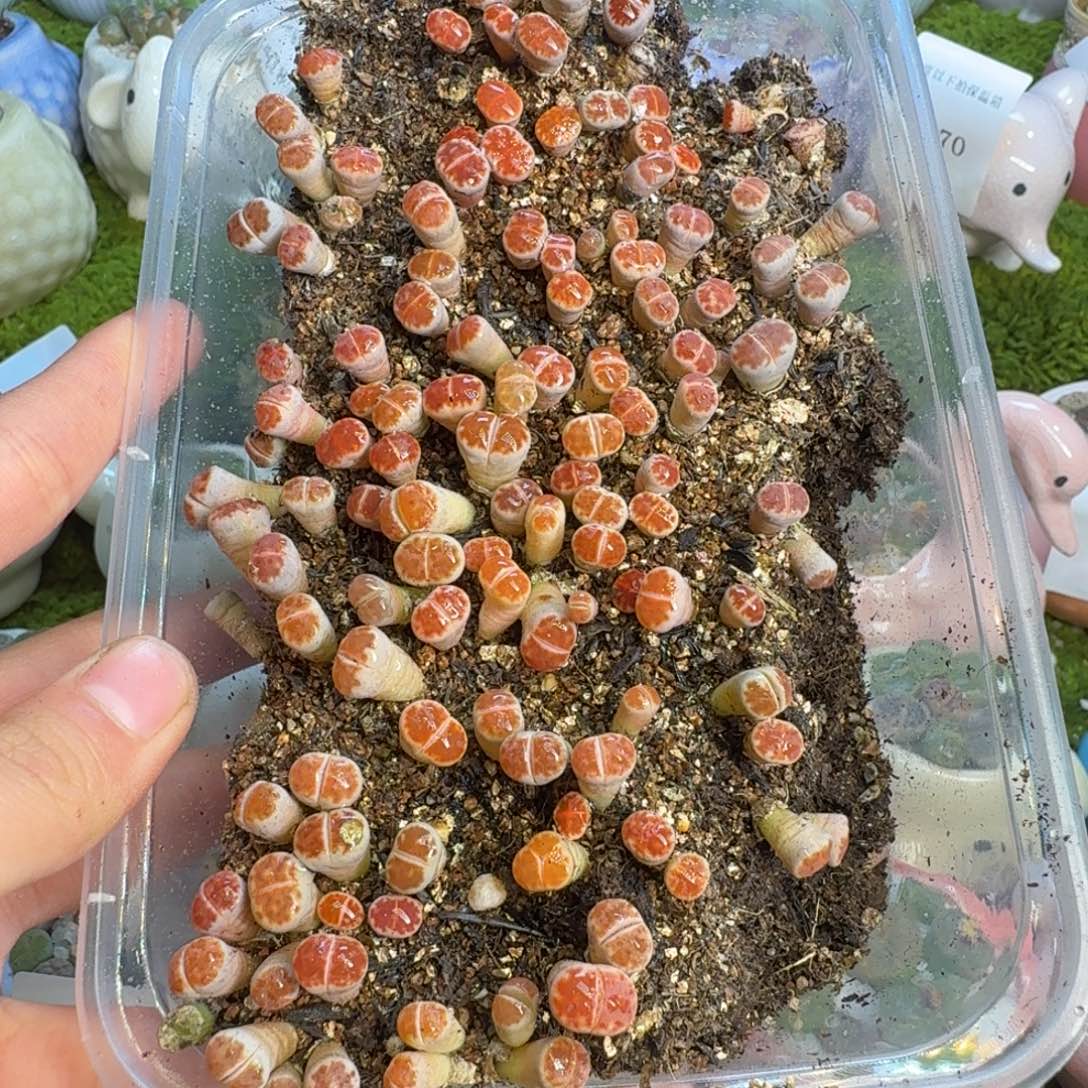 多肉植物的生长1481