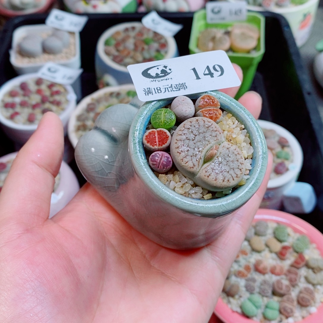 生石花花花花花花花花149