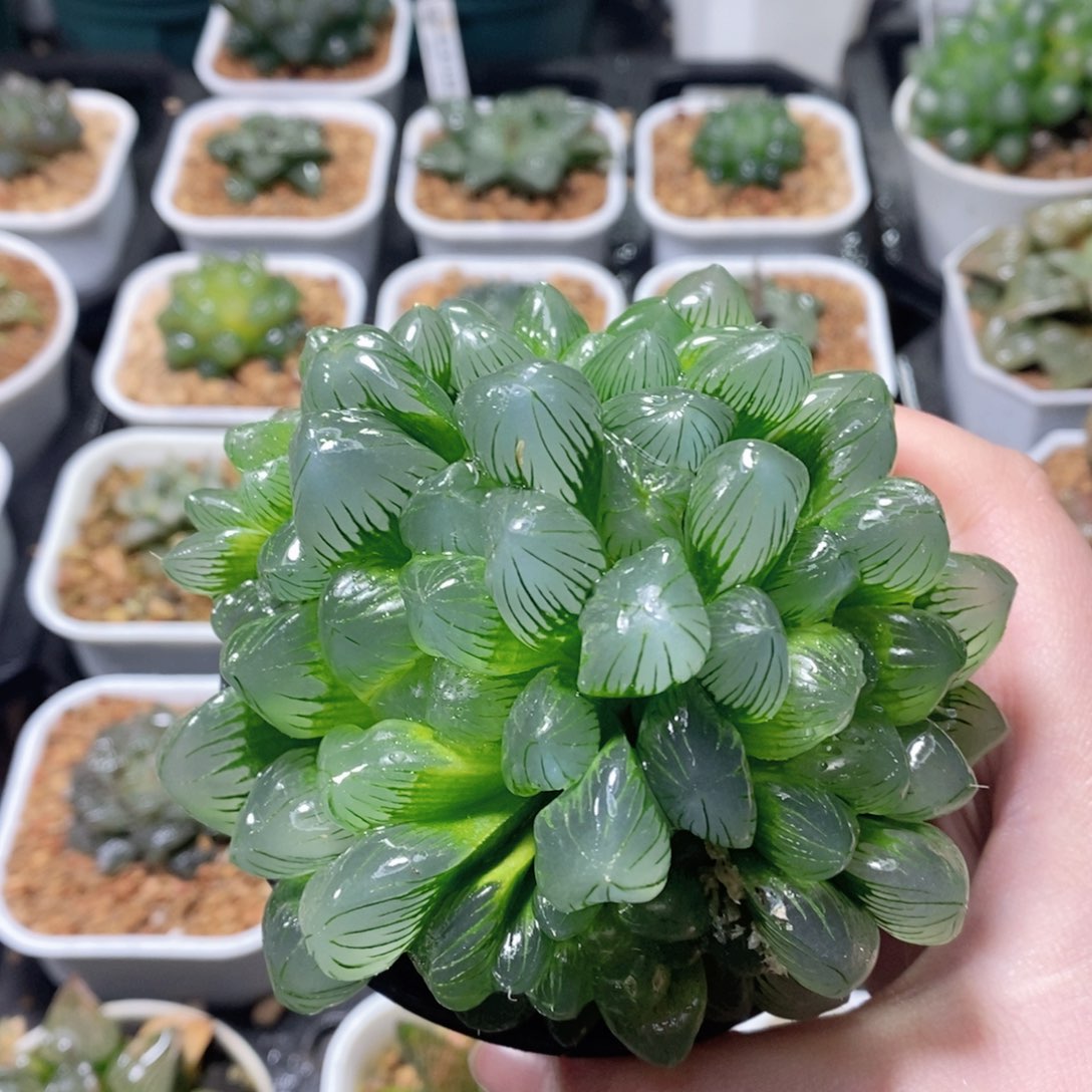 翠玉露多肉植物多肉植物