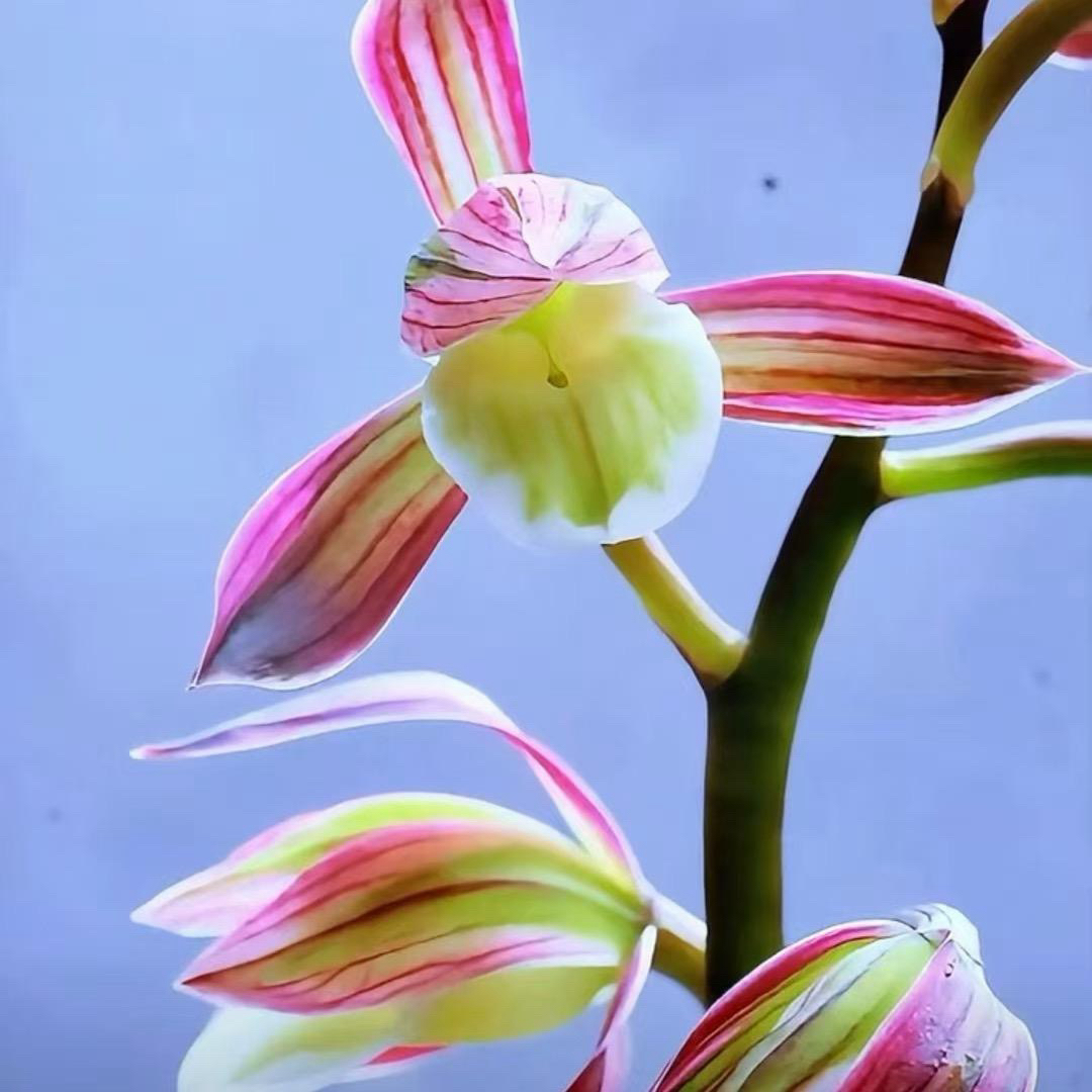浓香型兰花苗直播一物一拍