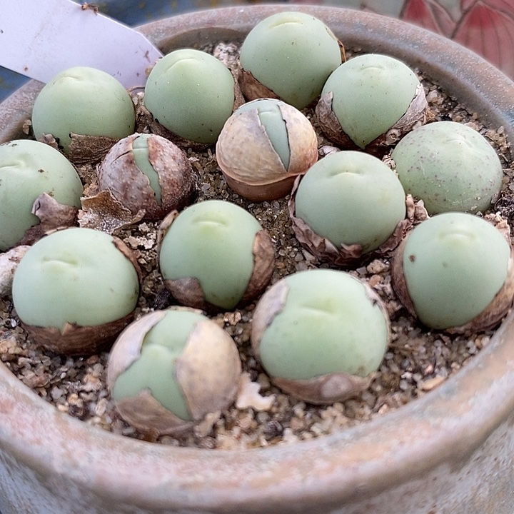 1,2厘米以上鸽子蛋1颗